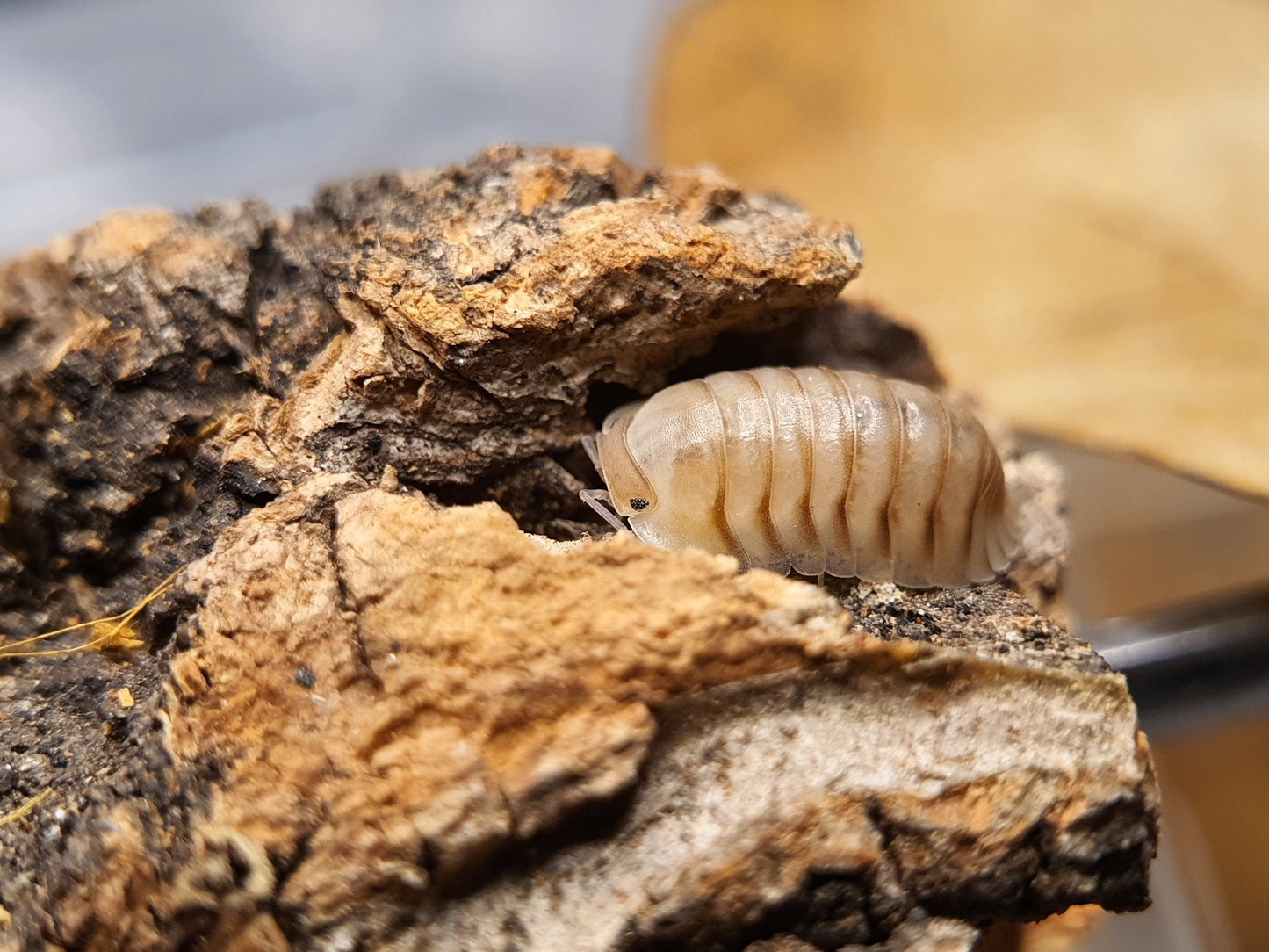 Cubaris sp. 'Caramel' - Weird Pets PH