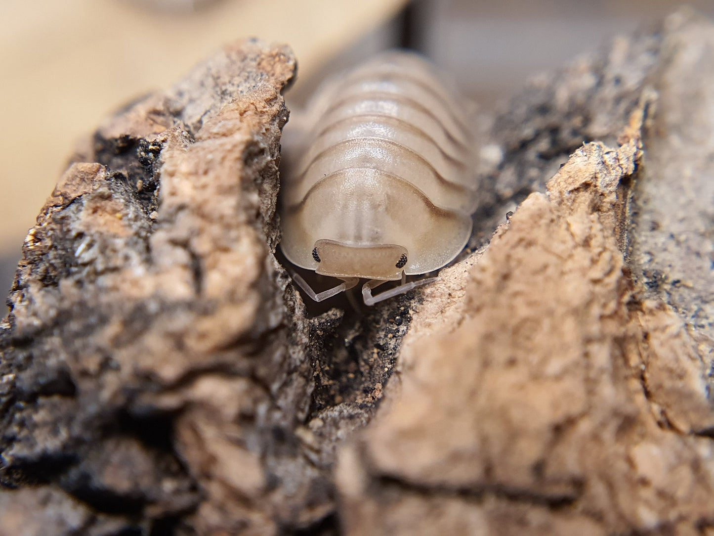 Cubaris sp. 'Caramel' - Weird Pets PH