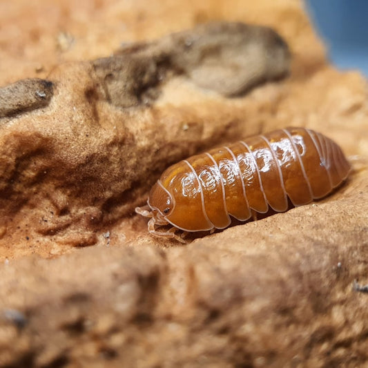 Armadillidium vulgare 'Orange' - Weird Pets PH