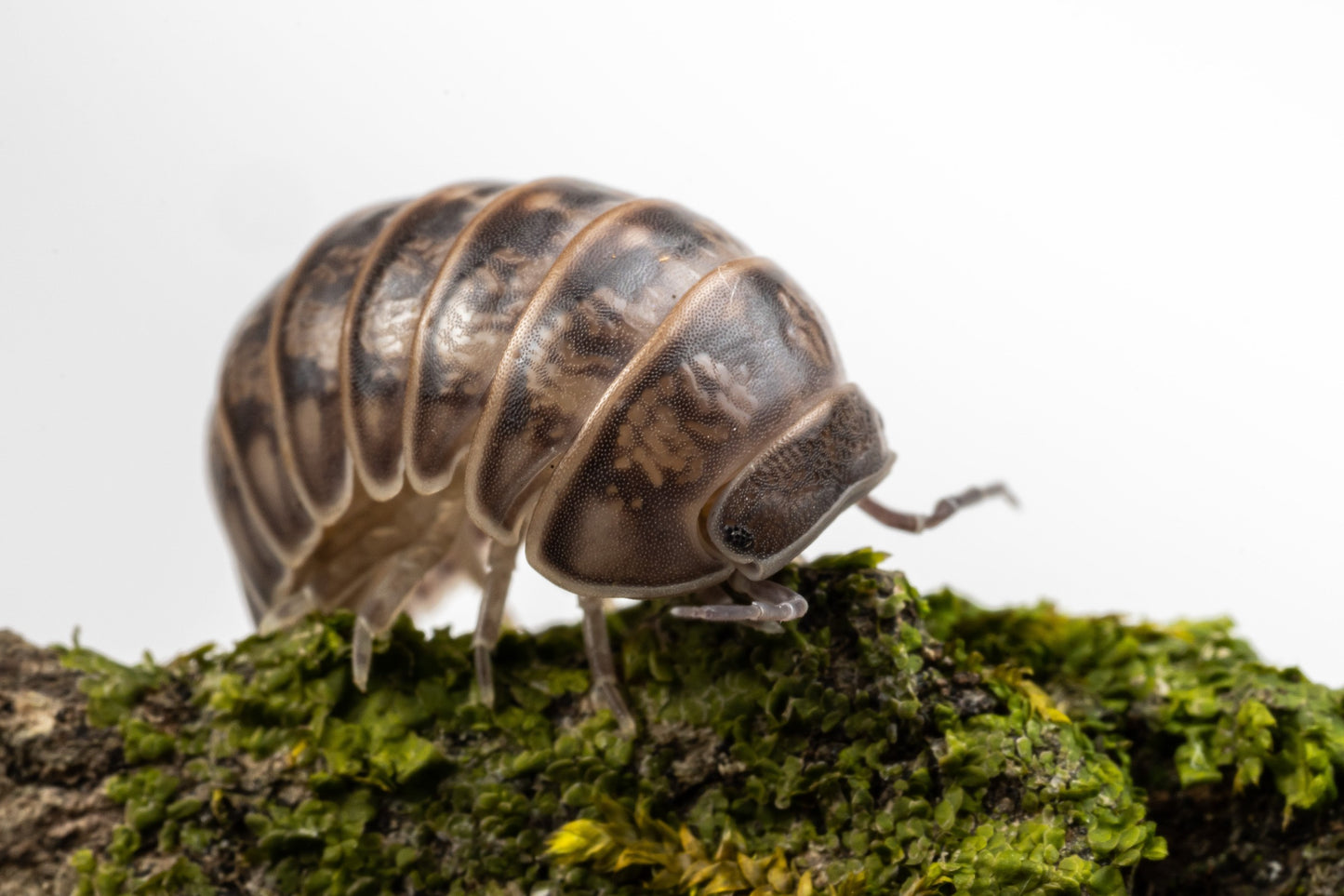 Armadillo officinalis 'Israel' - Weird Pets PH