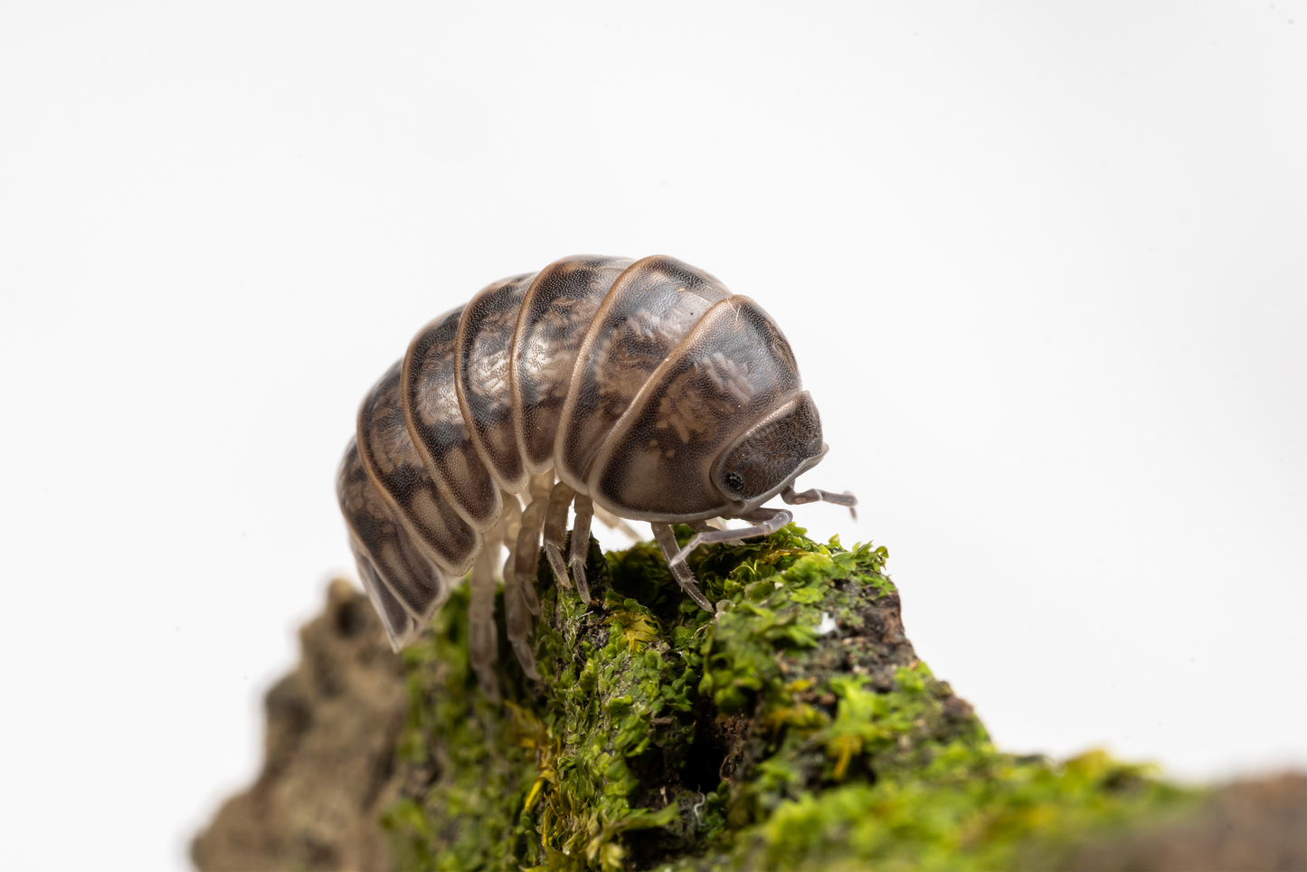 Armadillo officinalis 'Israel' - Weird Pets PH