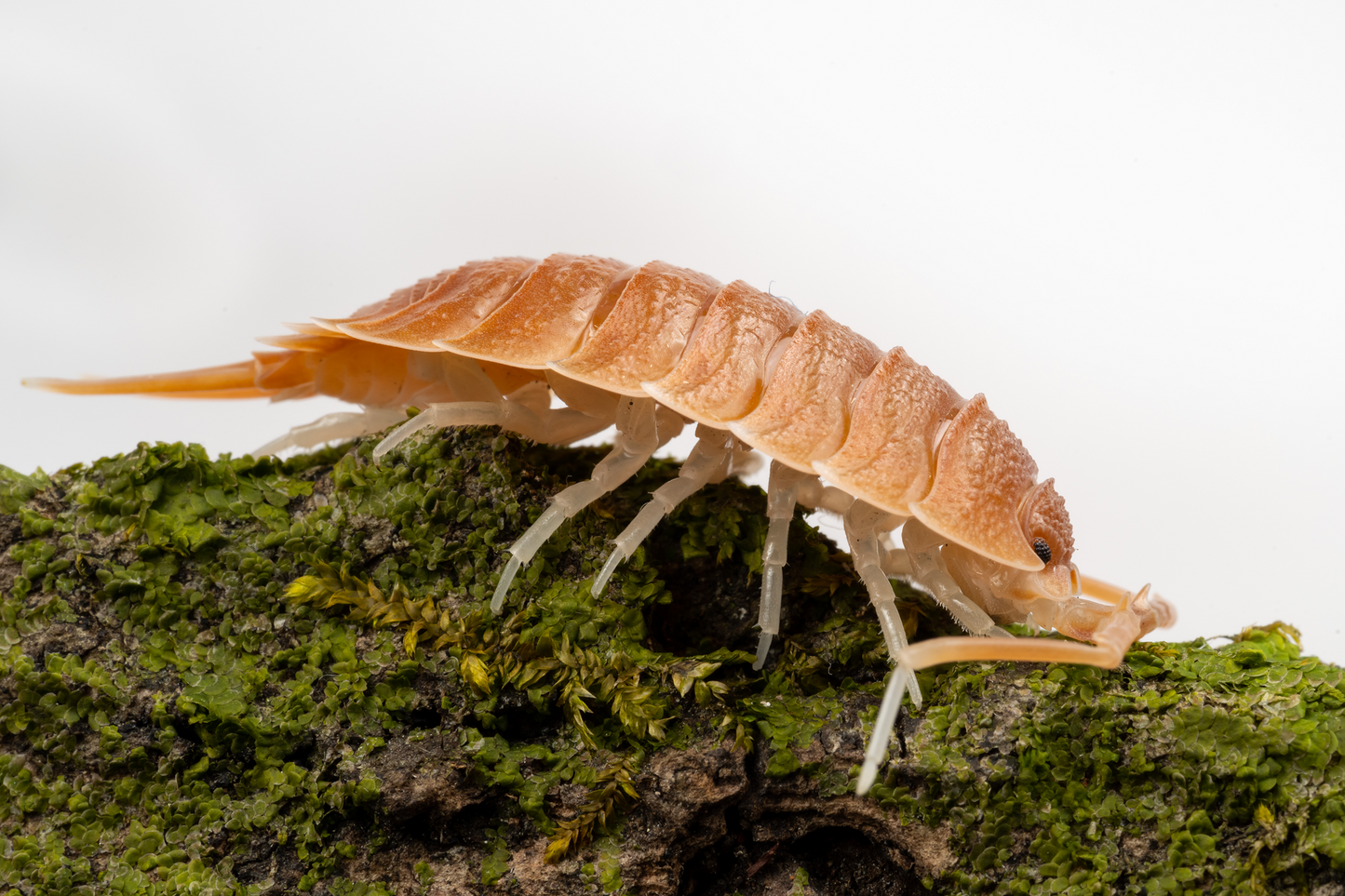 Porcellio magnificus - Weird Pets PH