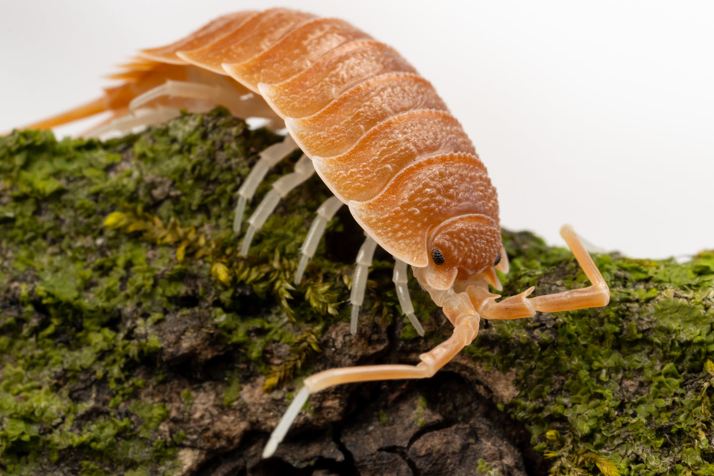 Porcellio magnificus - Weird Pets PH