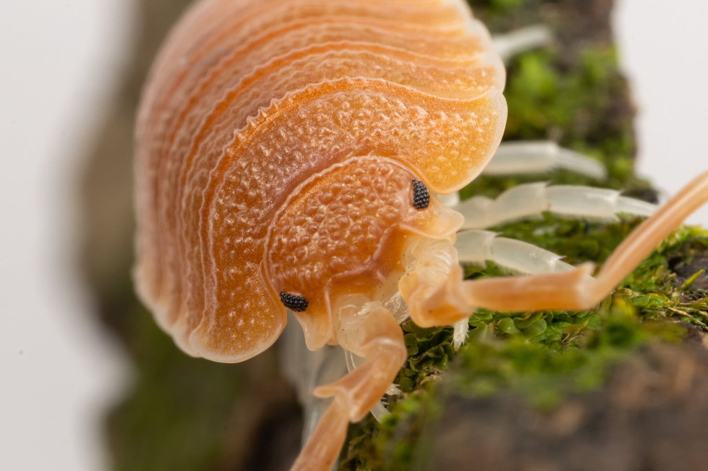 Porcellio magnificus - Weird Pets PH