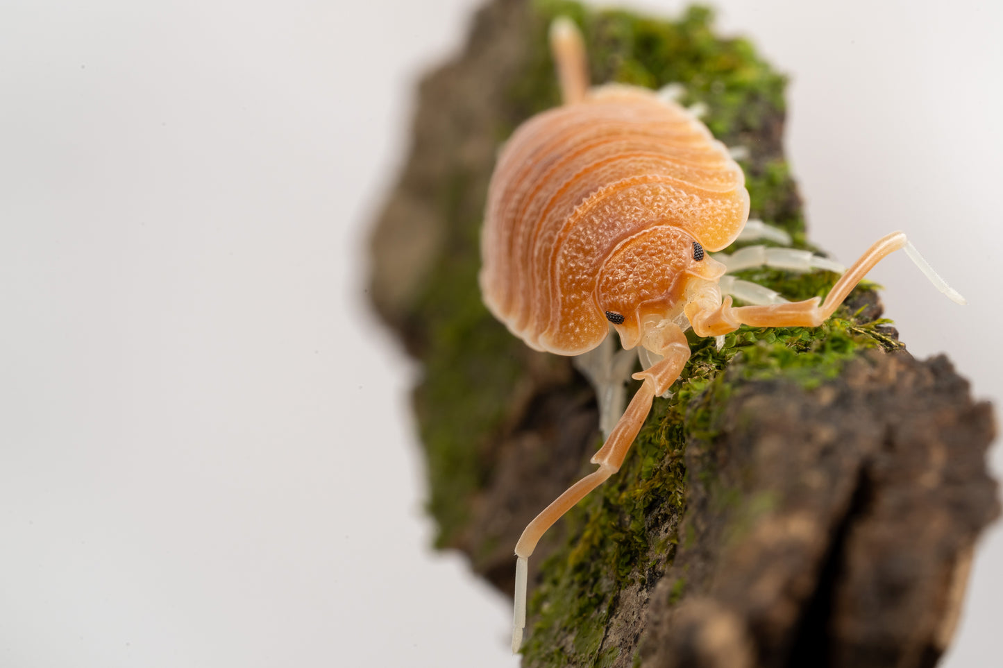 Porcellio magnificus - Weird Pets PH