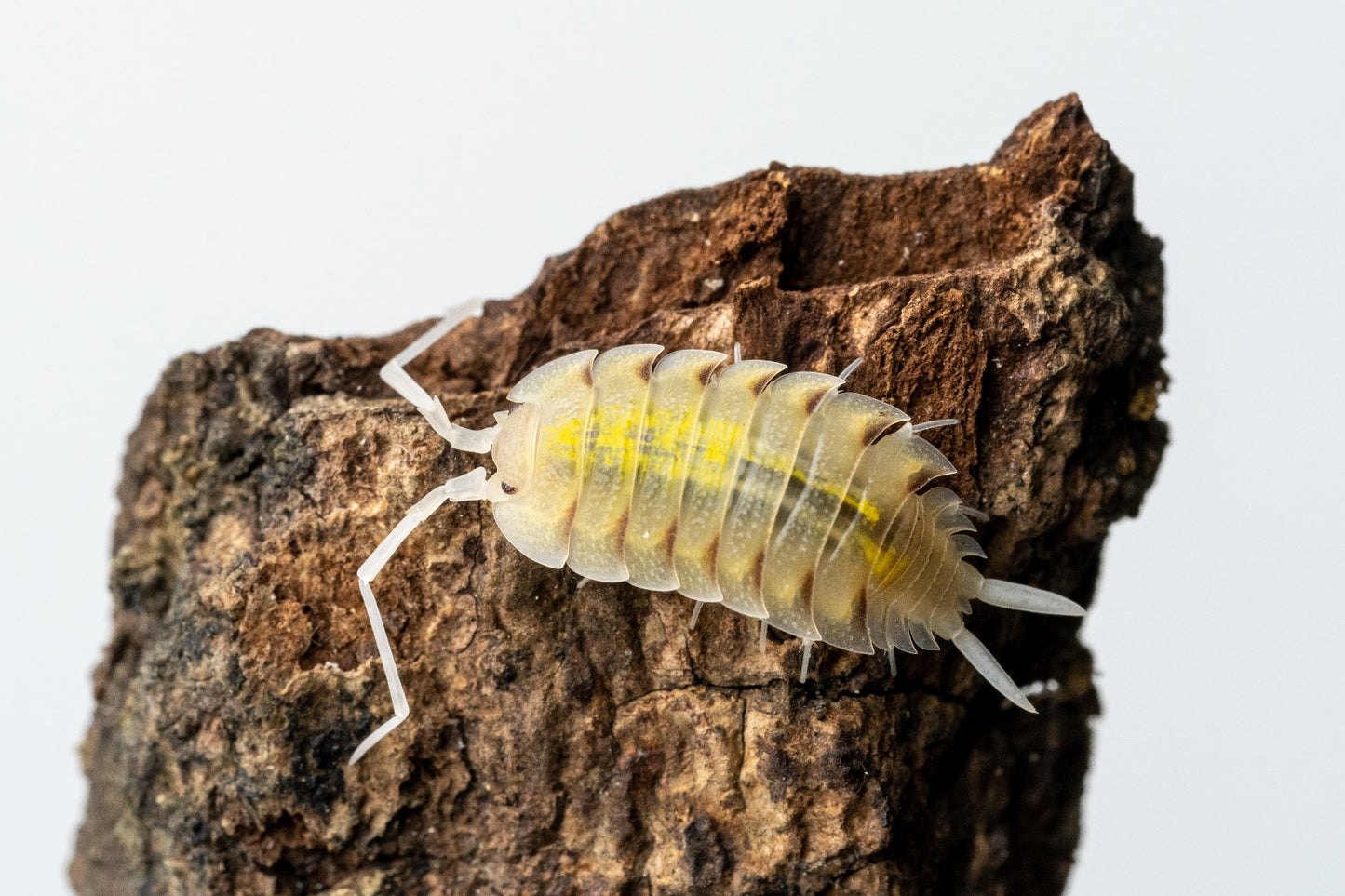 Porcellio bolivari - Weird Pets PH