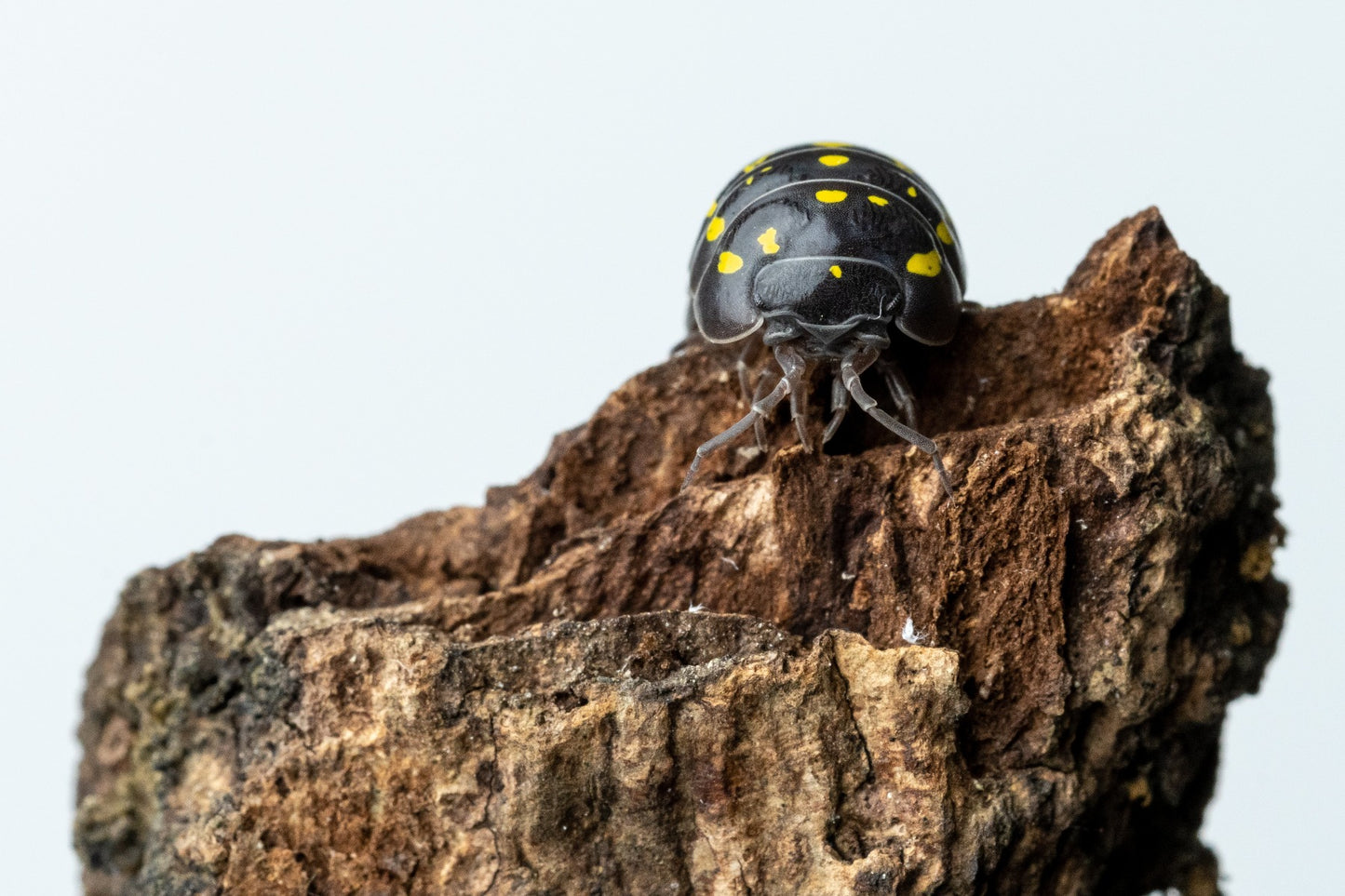 Armadillidium frontetriangulum 'Corfu' - Weird Pets PH