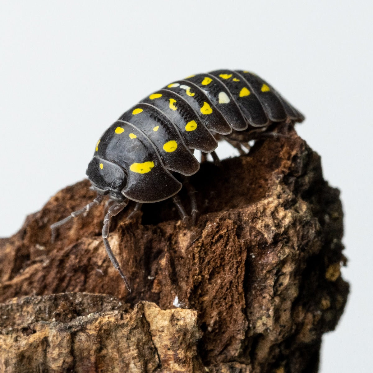 Armadillidium frontetriangulum 'Corfu' - Weird Pets PH