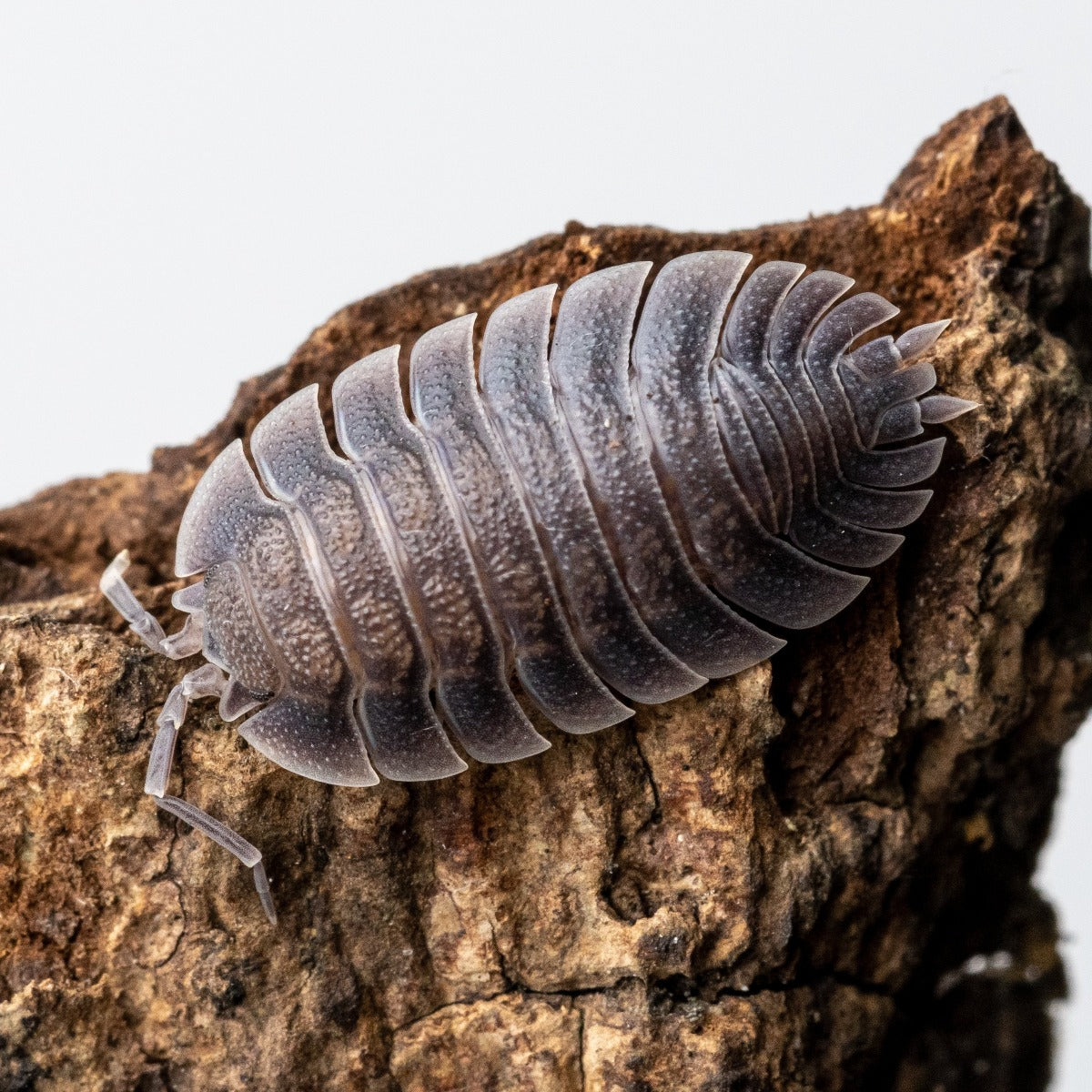 Porcellio spatulatus - Weird Pets PH