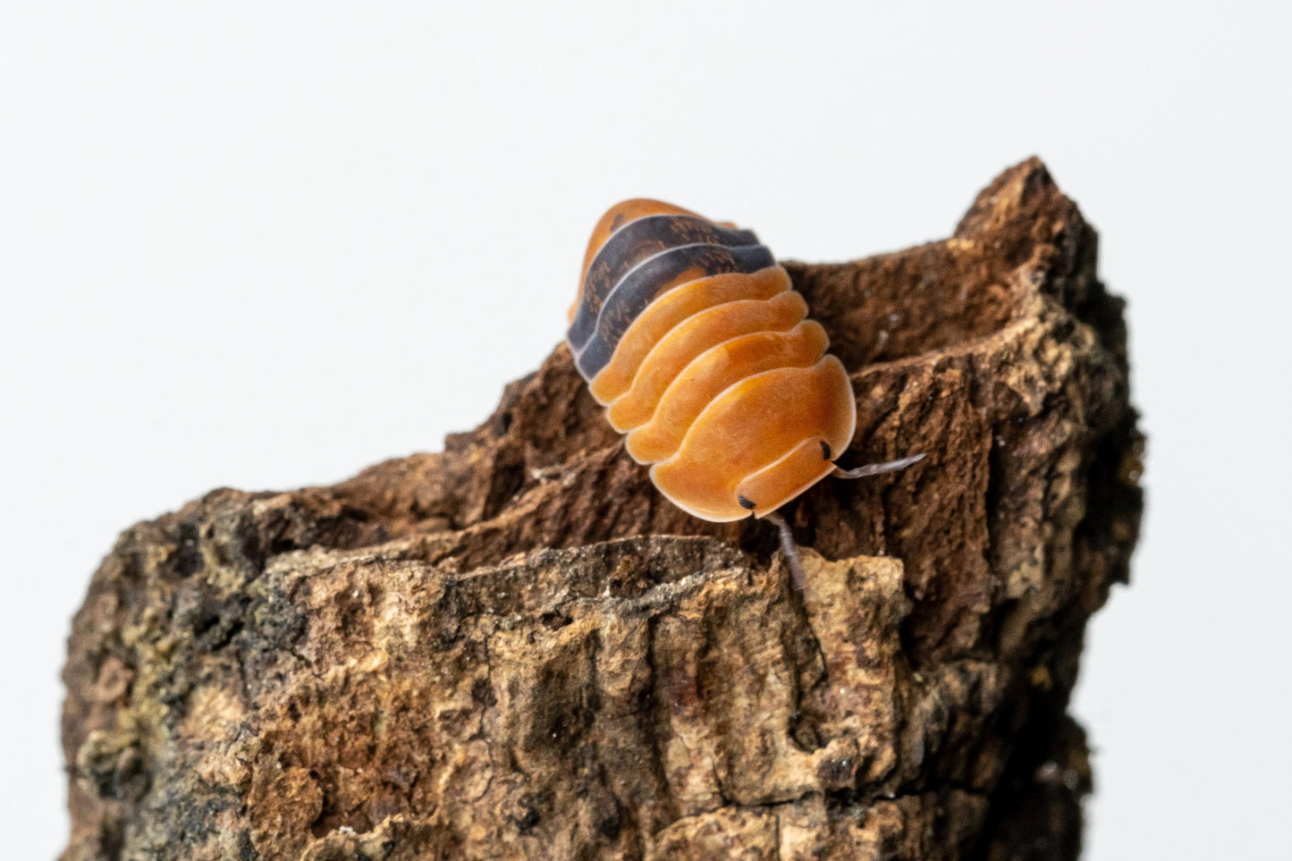 Cubaris sp. 'Amber Ducky' - Weird Pets PH