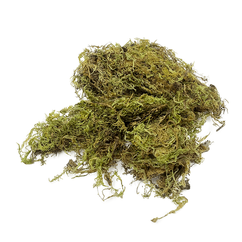 Dried Green Moss – Weird Pets PH