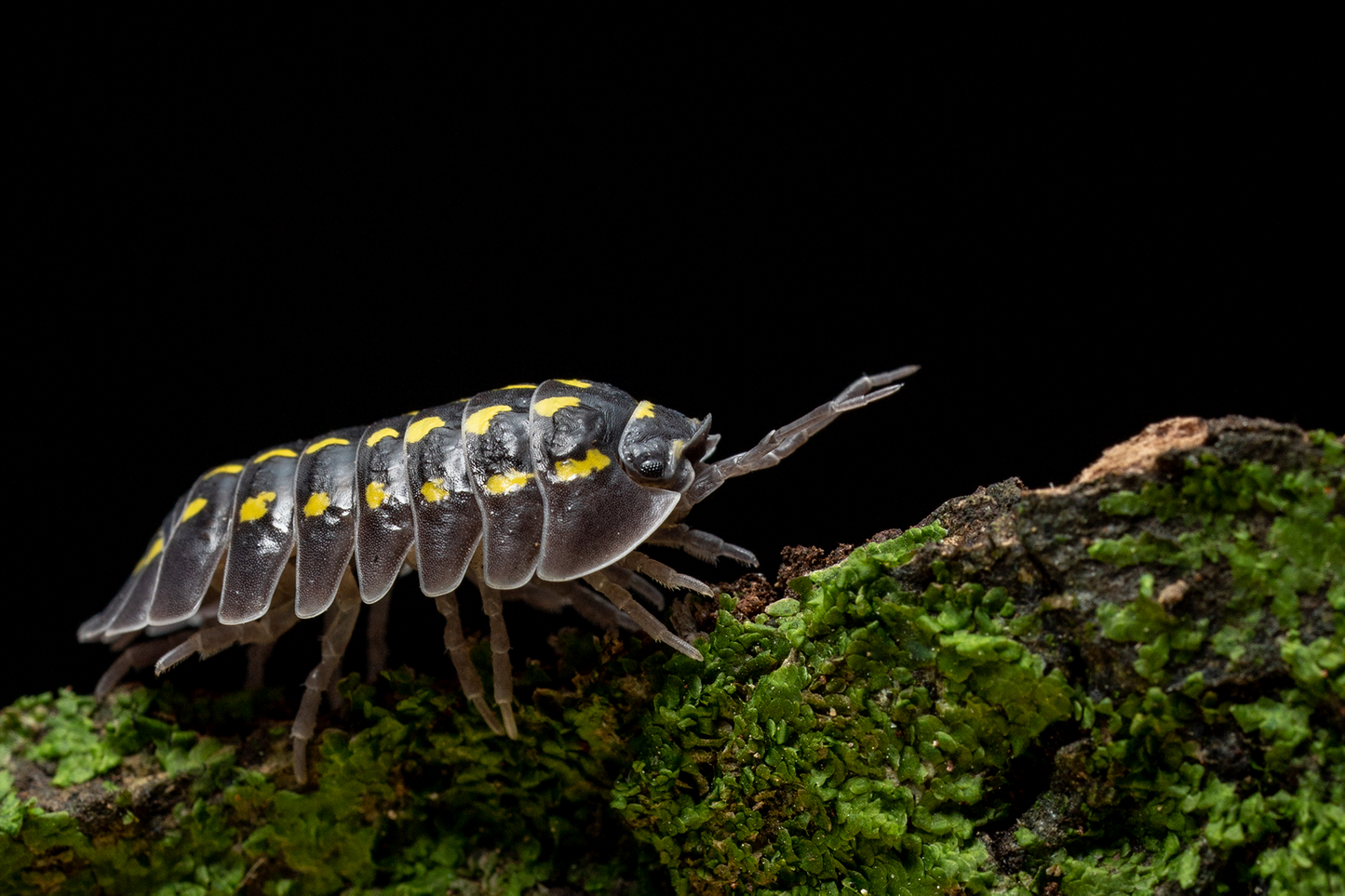 Armadillidium gestroi - Weird Pets PH