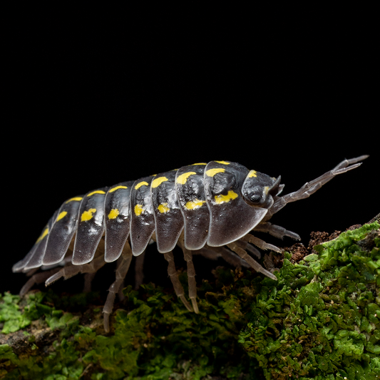 Armadillidium gestroi - Weird Pets PH