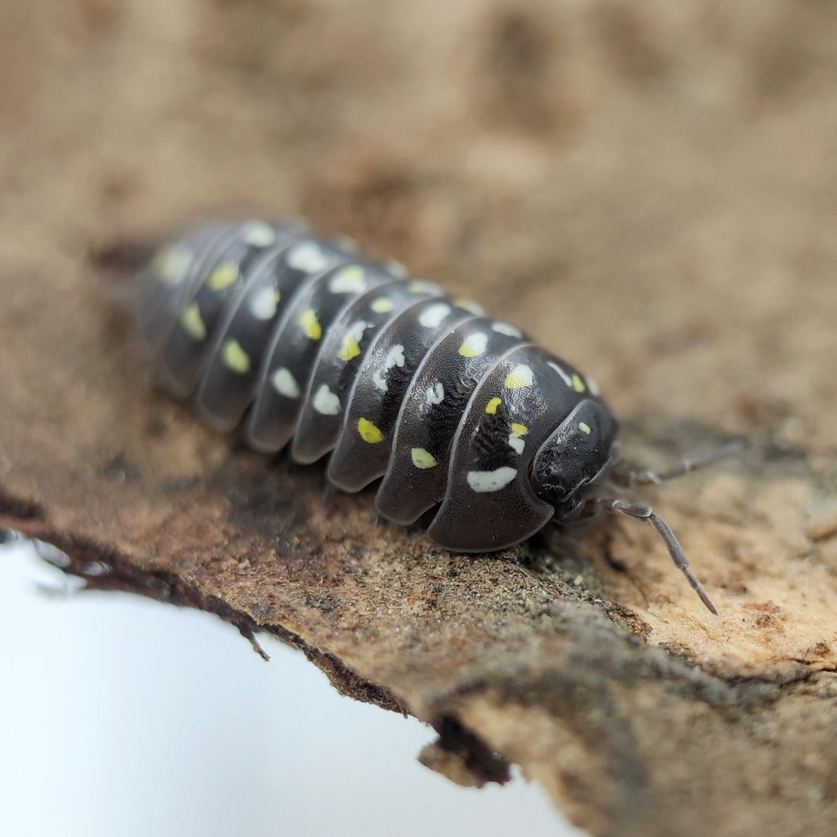 Armadillidium frontetriangulum 'Corfu' - Weird Pets PH
