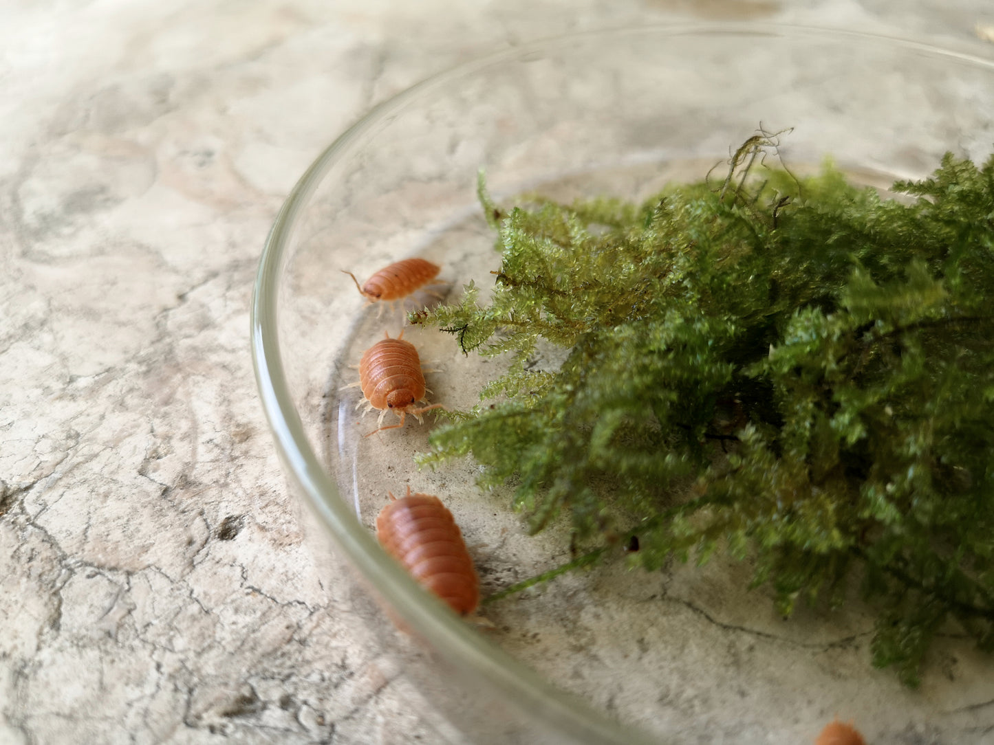 Porcellio laevis 'Giant Orange' - Weird Pets PH