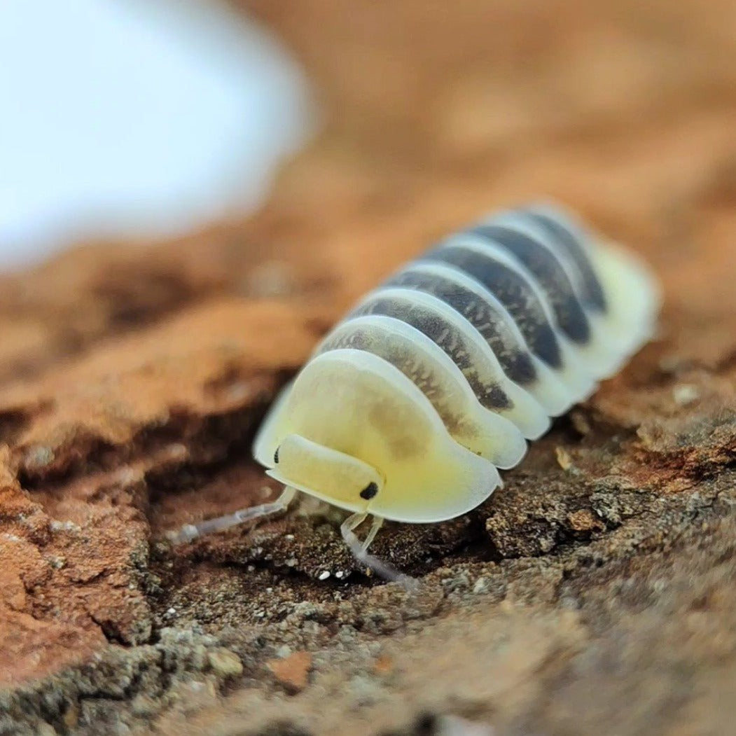 Cubaris sp. 'Jupiter' - Weird Pets PH