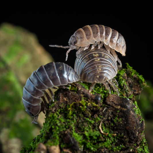 Armadillidium vulgare 'Santa Lucia' - Weird Pets PH