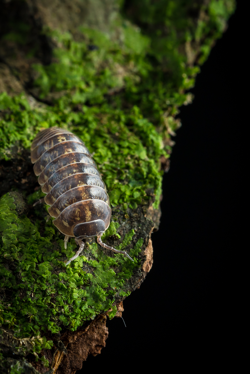 Armadillidium vulgare 'Santa Lucia' - Weird Pets PH