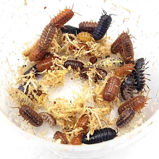 Armadillidium vulgare 'Gem Mix' - Weird Pets PH
