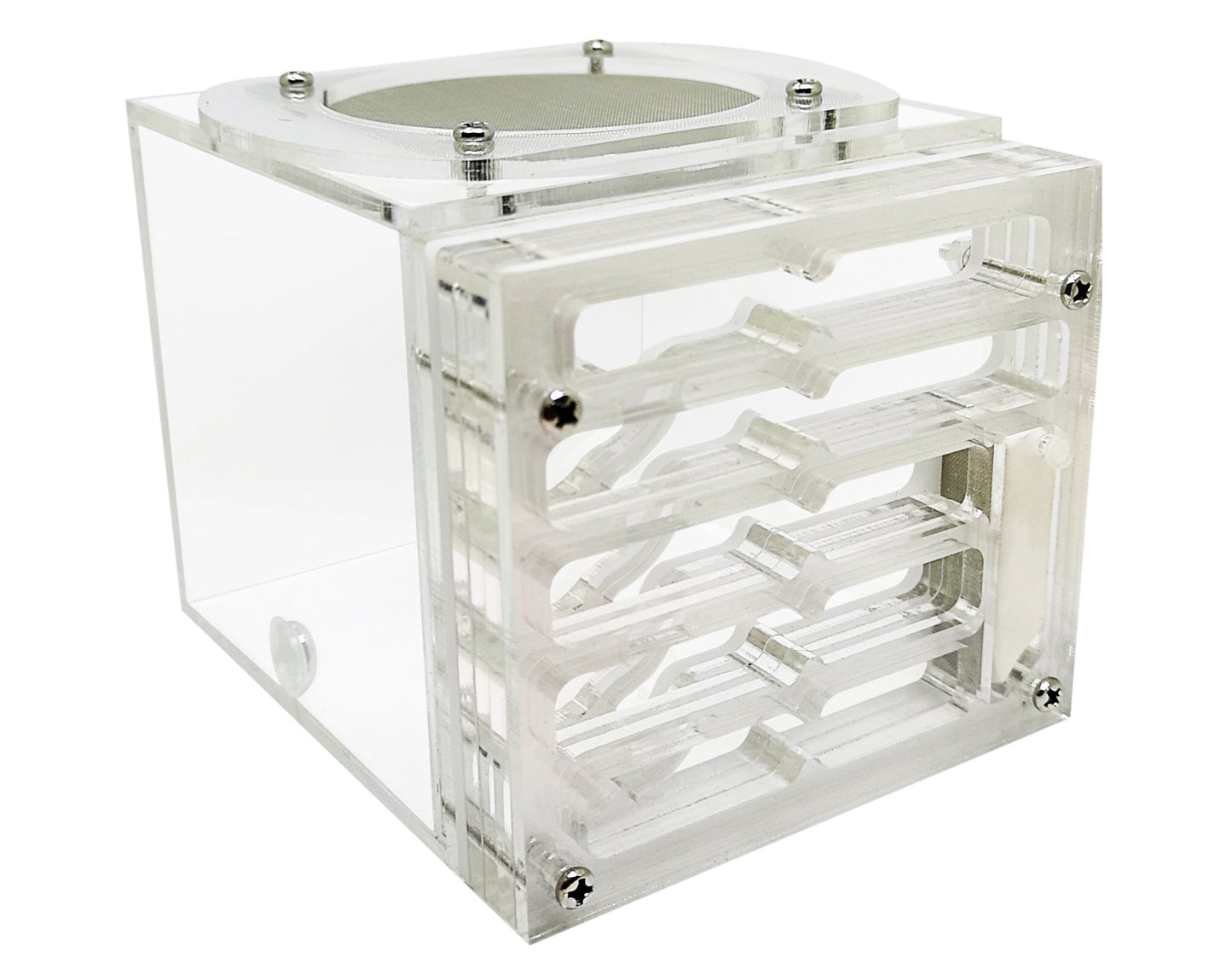 Masid Formicarium - Weird Pets PH