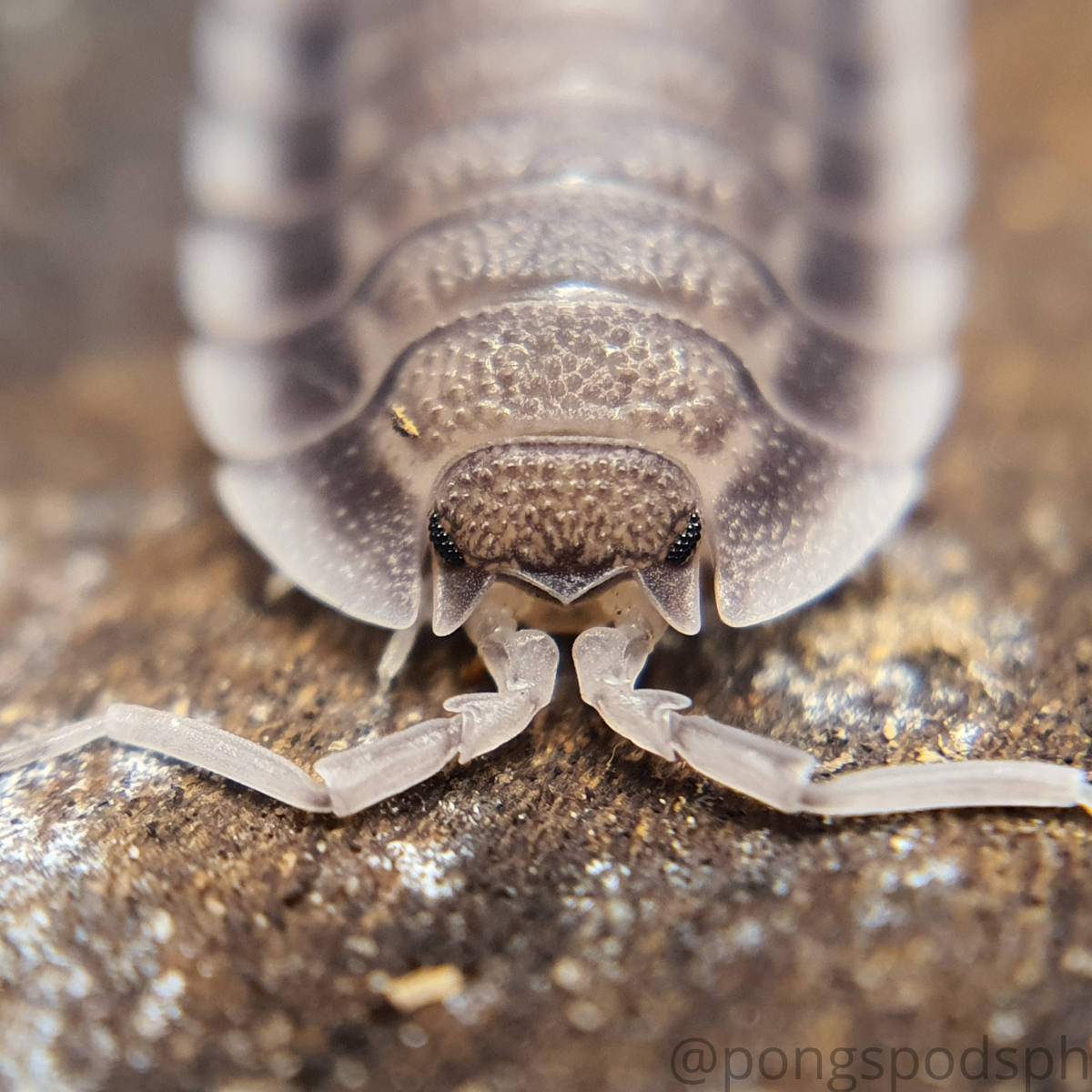 Porcellio spatulatus - Weird Pets PH
