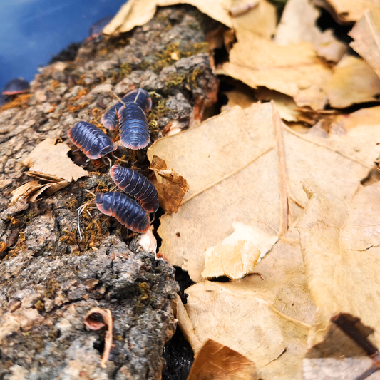 Isopods in Enclosure