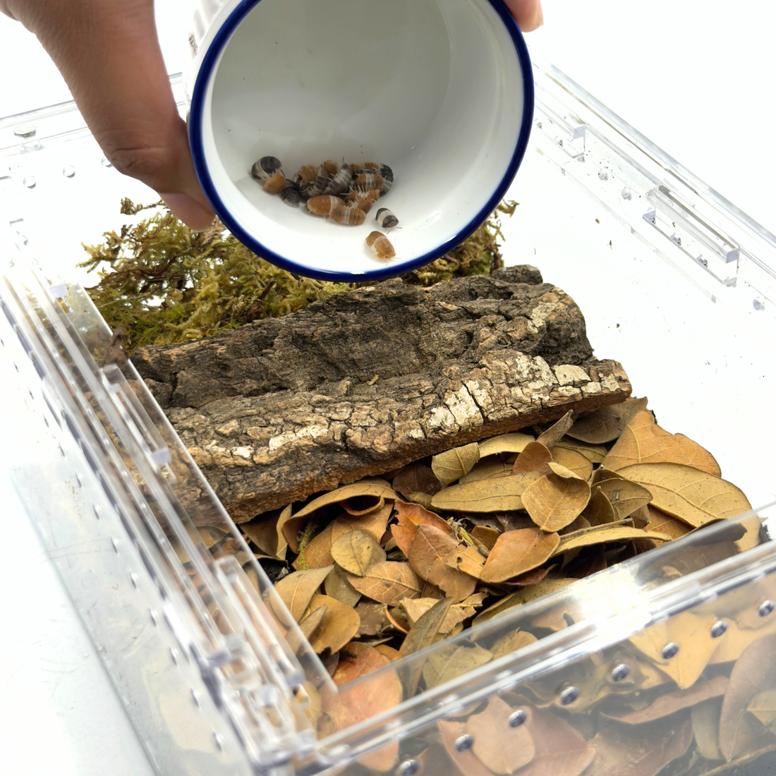 Setup Guide: Isopod Display Kit