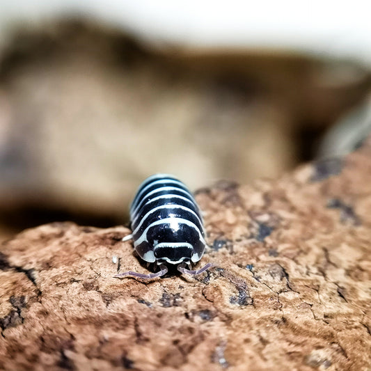 Isopod Basics #1: What is it like to take care of pet isopods?