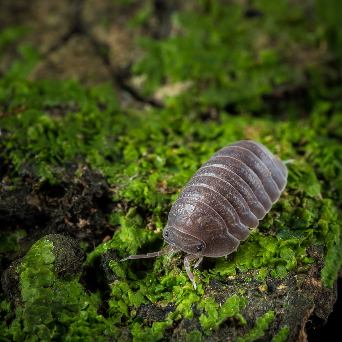 Beginner Isopods – Weird Pets PH