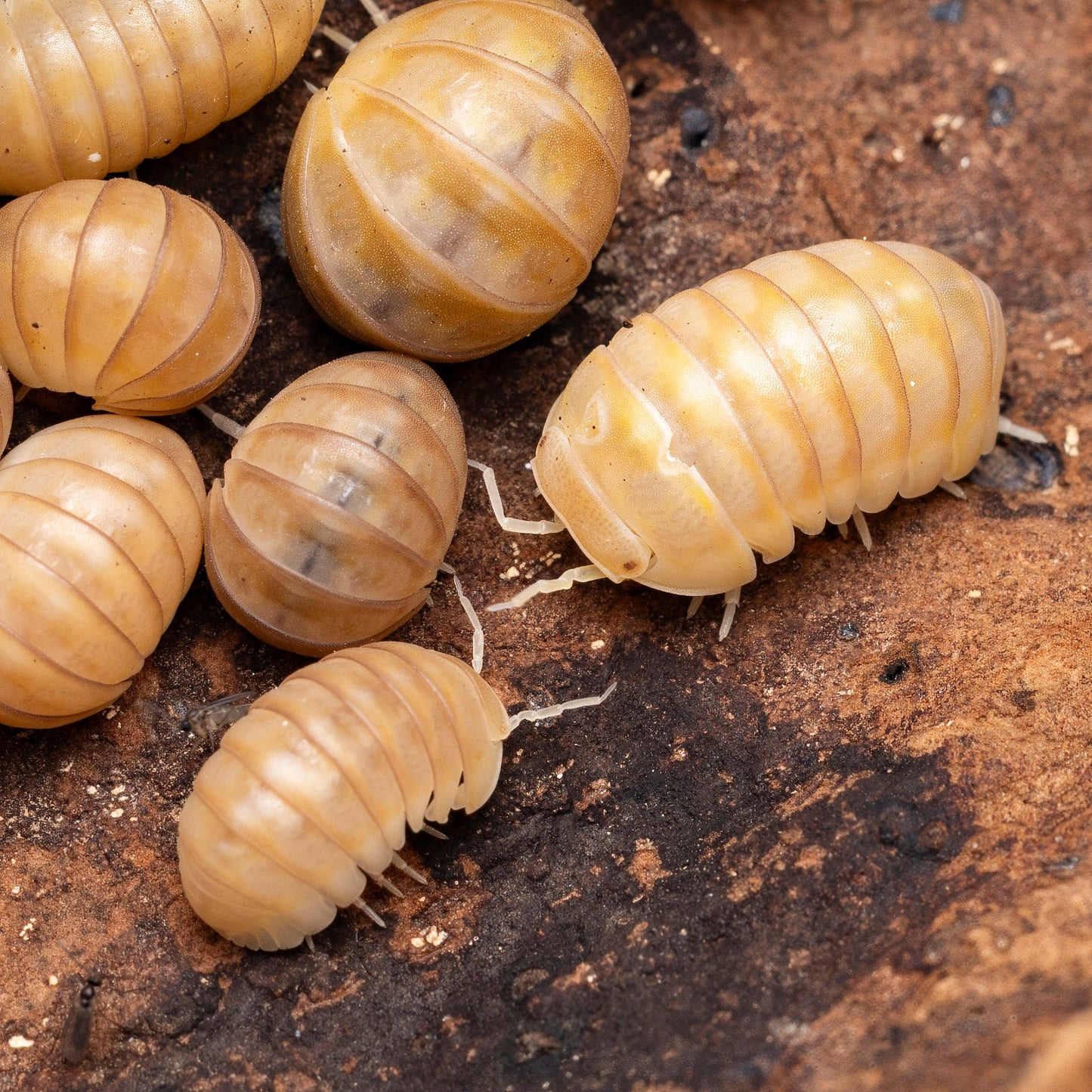 Armadillo officinalis 'Israel Ghost'