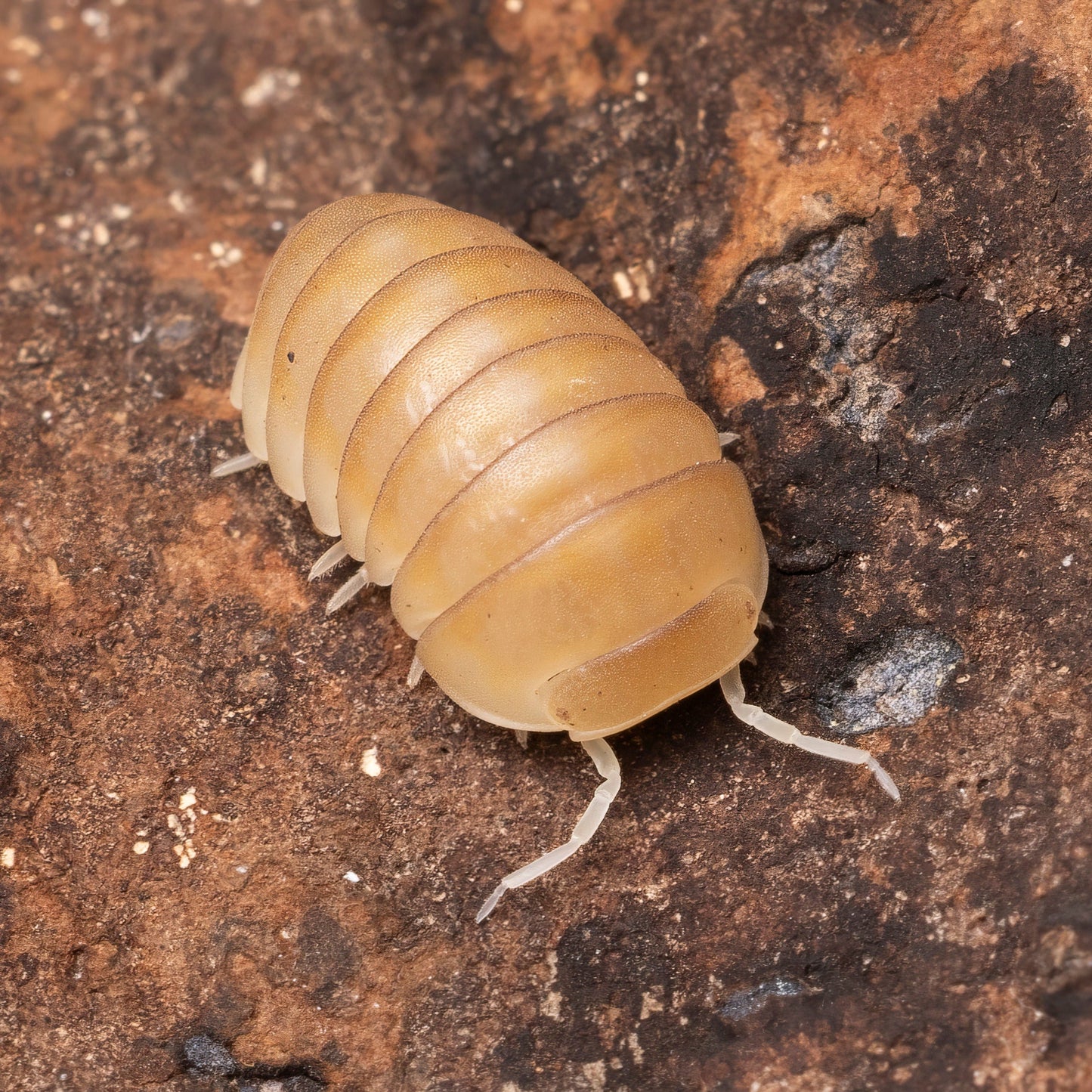Armadillo officinalis 'Israel Ghost'