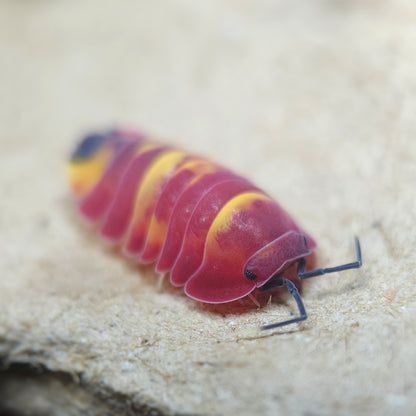 [F0] Merulanella sp. 'Scarlet'