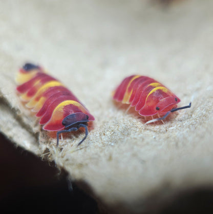 [F0] Merulanella sp. 'Scarlet'
