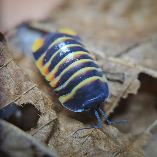 Merulanella sp. 'Ember Bee'