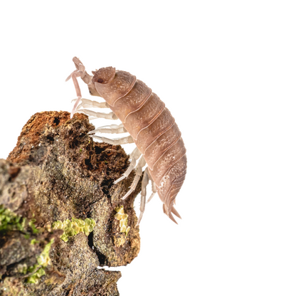 Porcellio scaber 'Ghost'