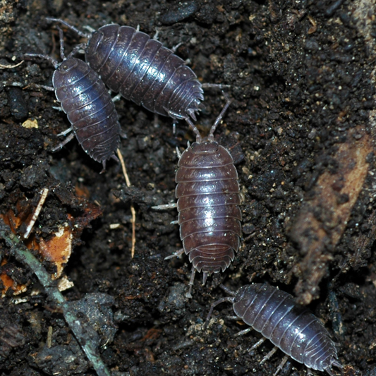 Porcellio laevis 'Wild Type'