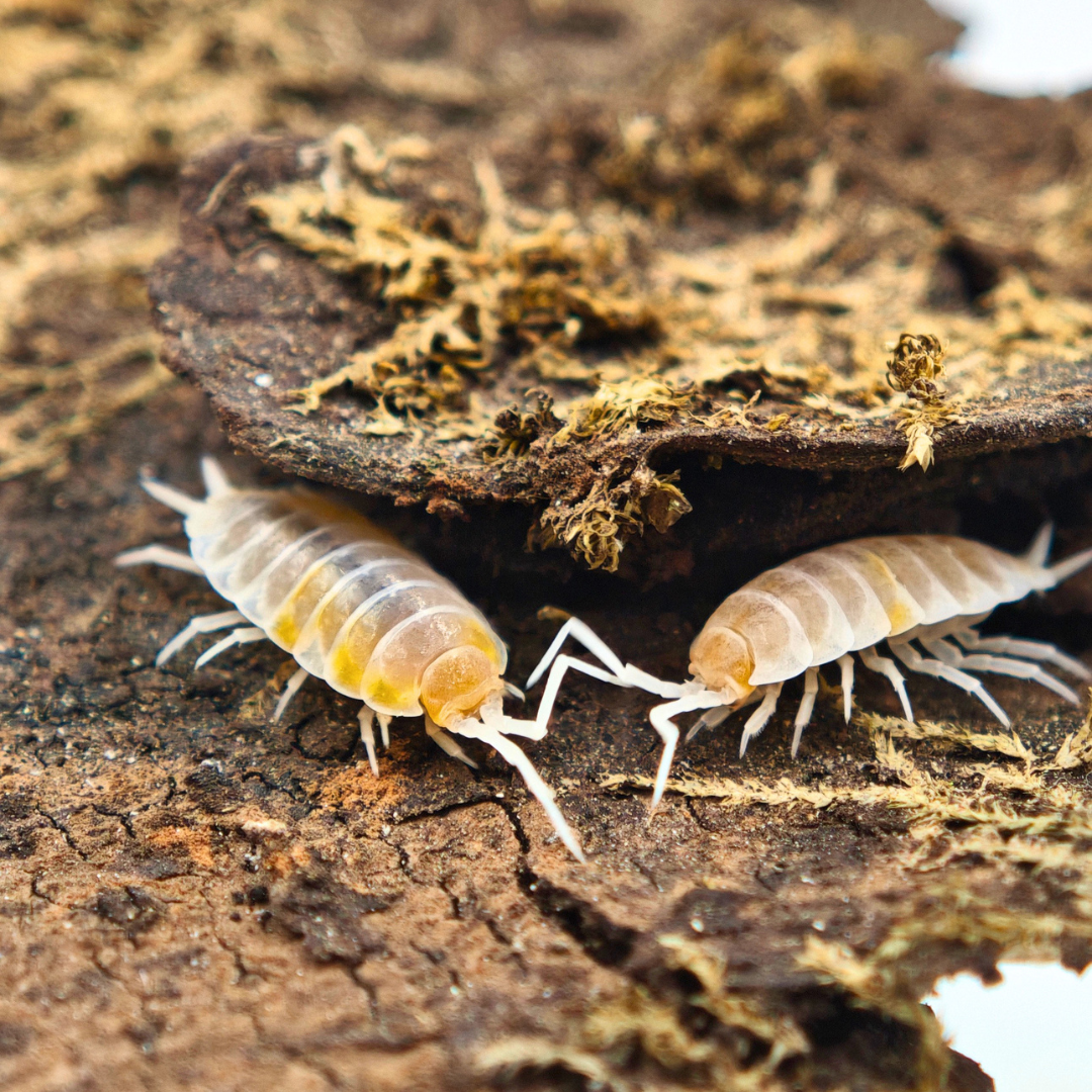 Porcellionides pruinosus 'Lemon Crumble'