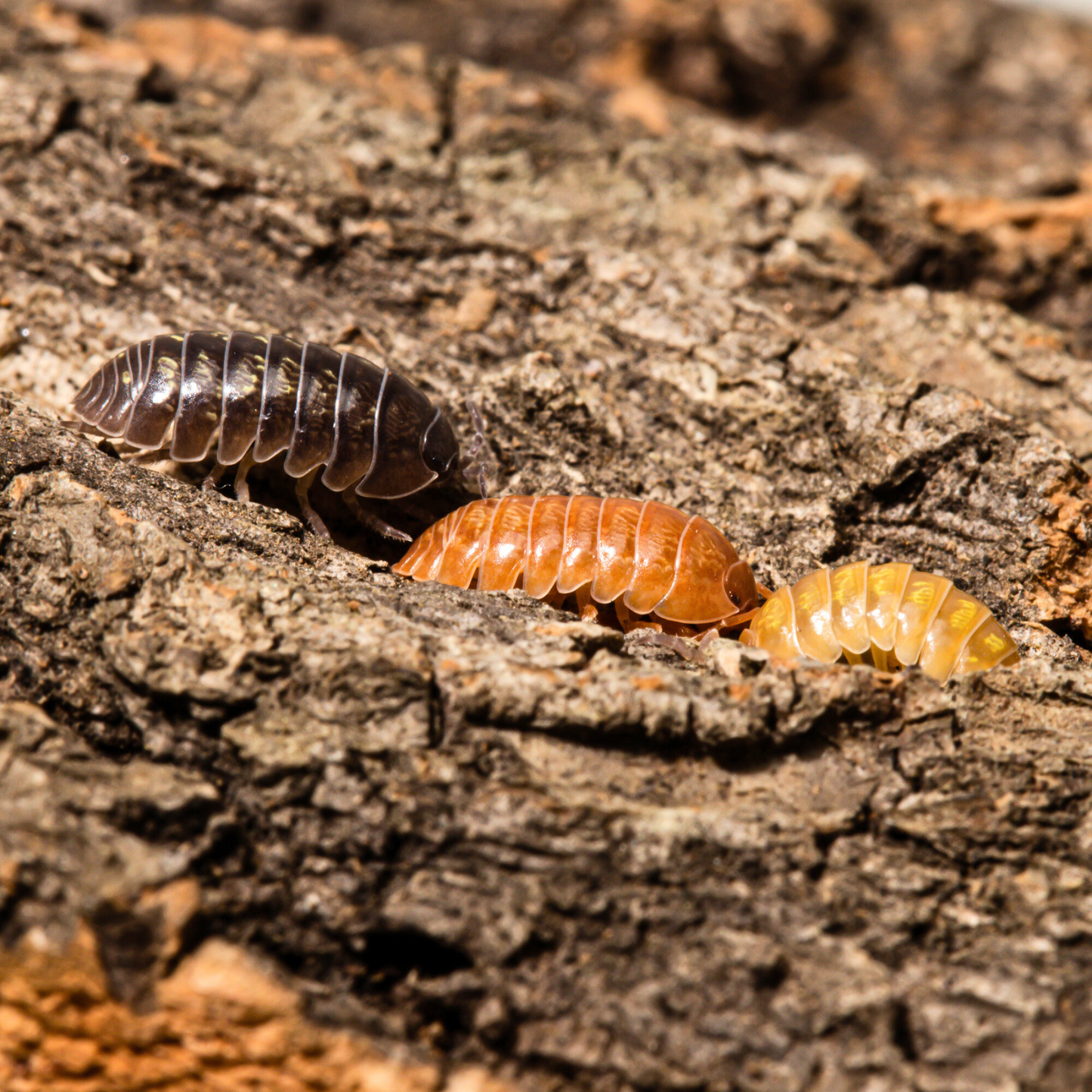Armadillidium vulgare 'Gem Mix'