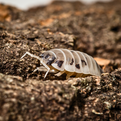 Porcellio laevis 'Dairy Cow'