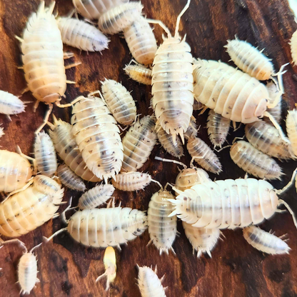 Porcellio laevis 'White'