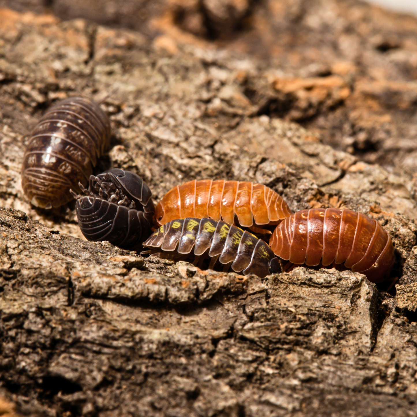 Armadillidium vulgare 'Gem Mix'