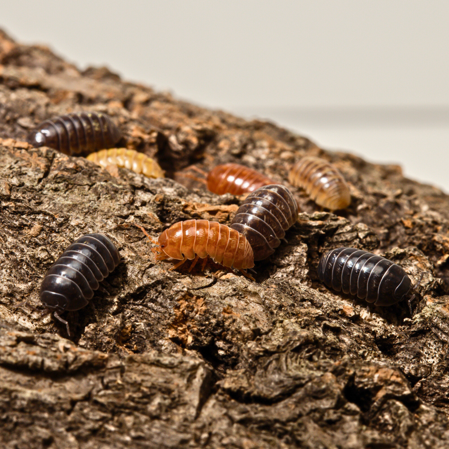 Armadillidium vulgare 'Gem Mix'