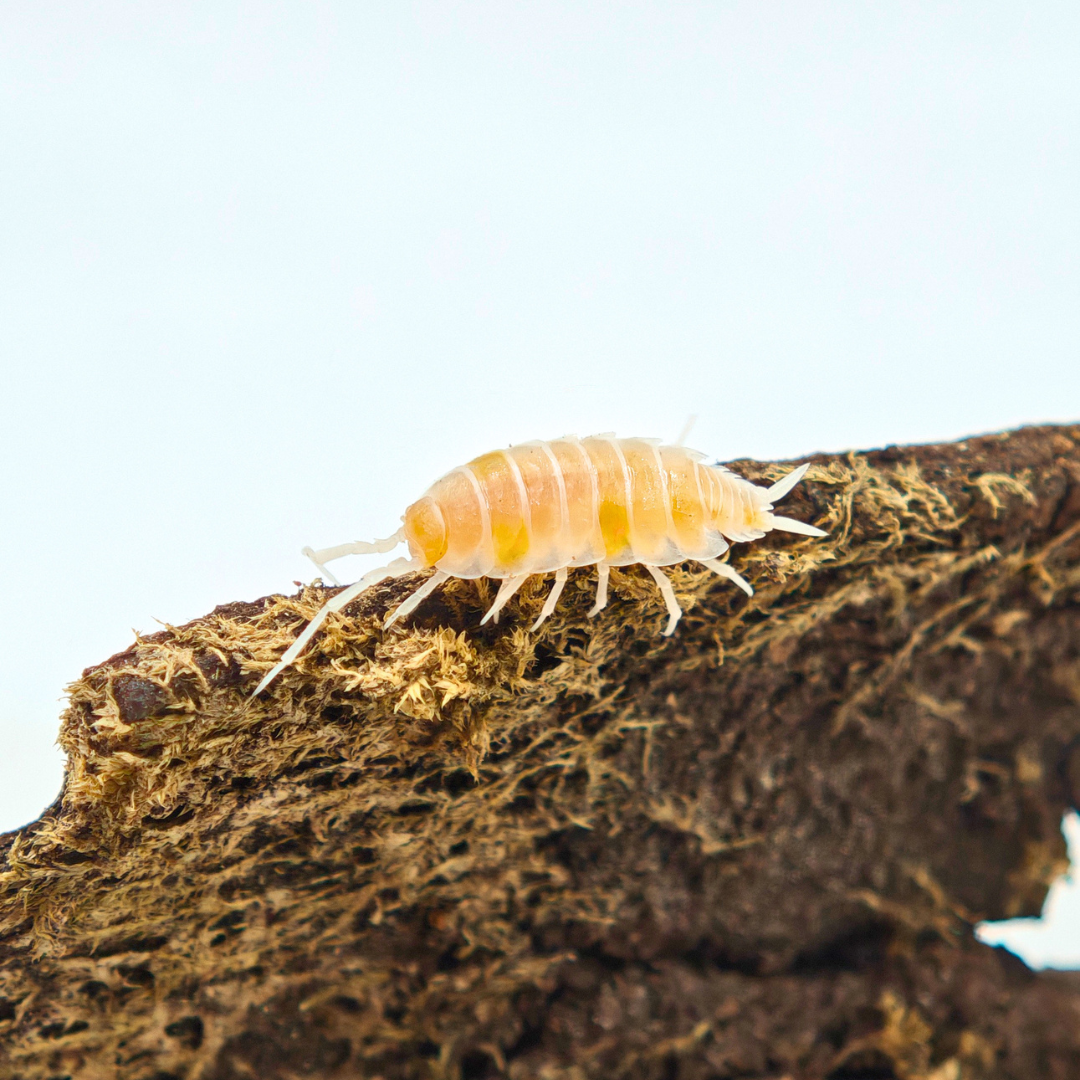 Porcellionides pruinosus 'Lemon Crumble'