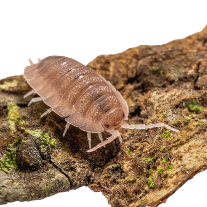 Porcellio scaber 'Ghost'