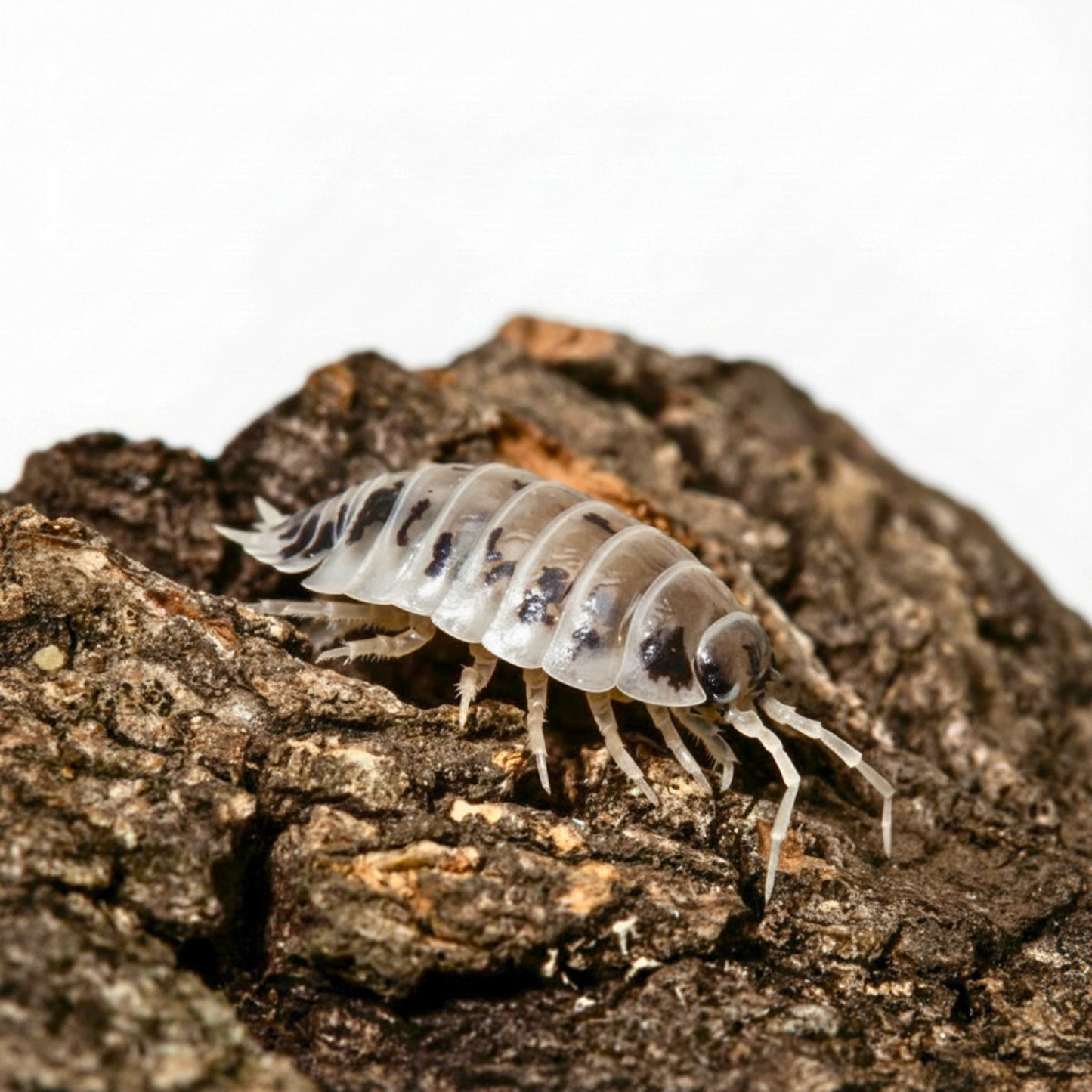Porcellio laevis 'Dairy Cow'