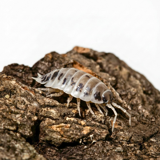 Porcellio laevis 'Dairy Cow'