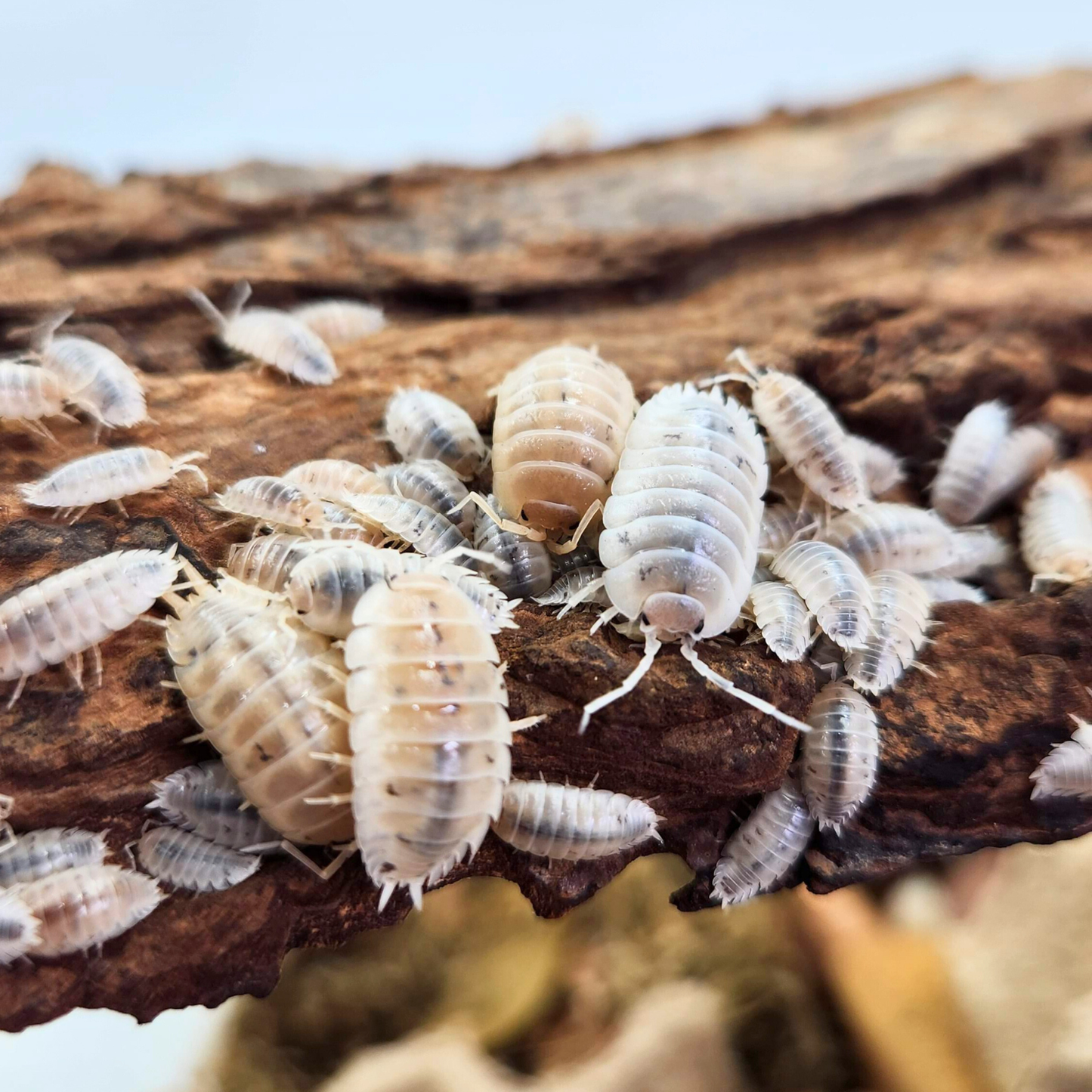 Porcellio laevis 'White'