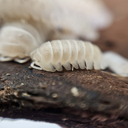 Armadillidium granulatum 'White Pearl'