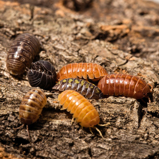 Armadillidium vulgare 'Gem Mix'