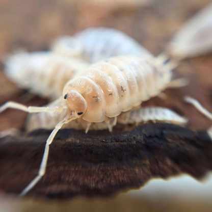 Porcellio laevis 'White'